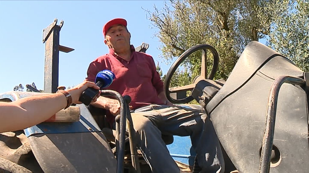 Javalis provocam prejuízo em Leiria