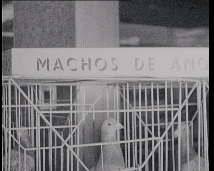 XXIV Exposição de Pombos Correios Campeões