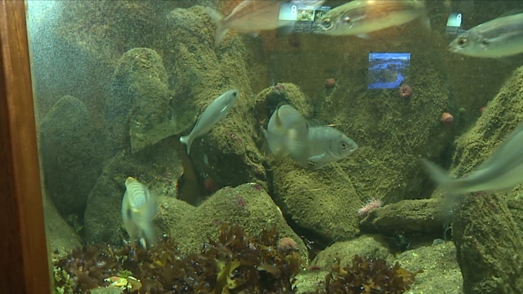 Estação Litoral da Aguda