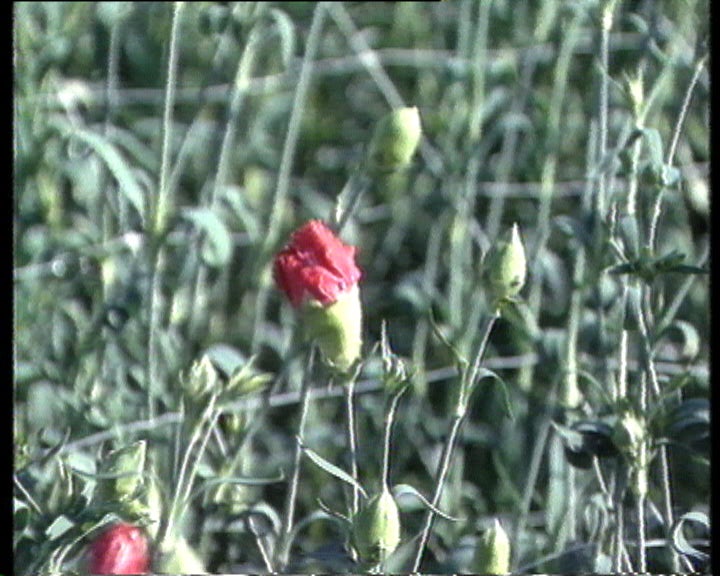 Consequência dos ventos fortes nas estufas