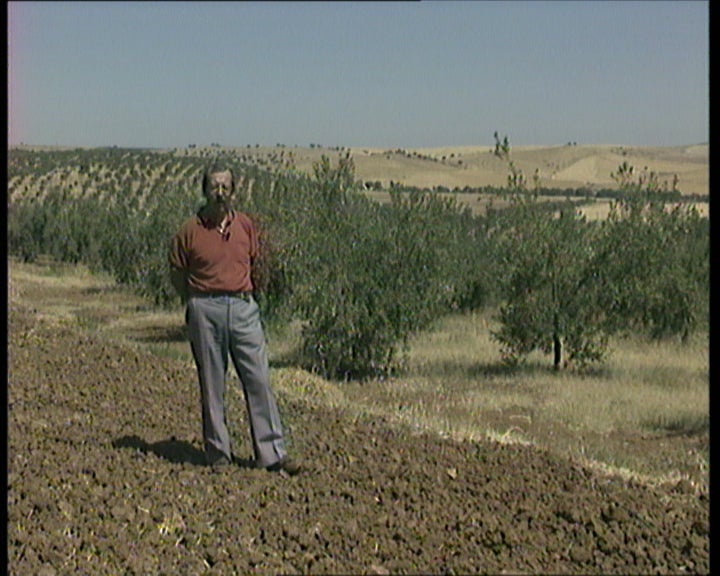 Produção de azeite em Portugal