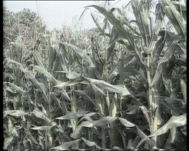 Congelamento dos preços agrícolas