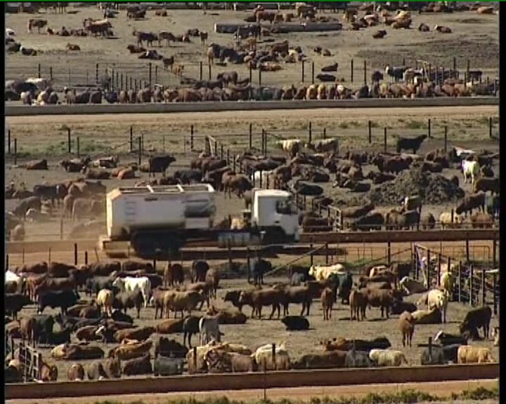 Criador de gado na África do Sul