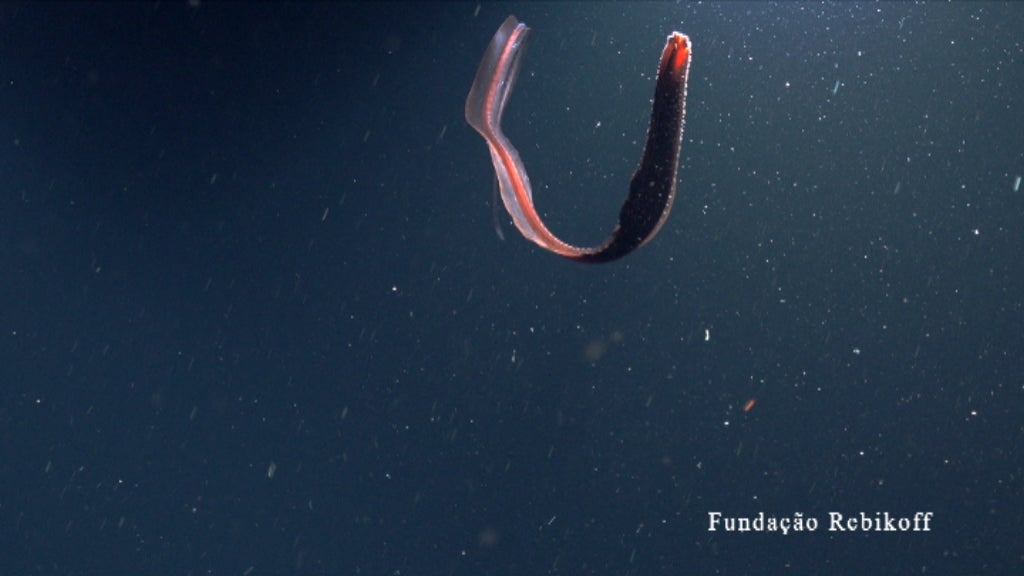 Observação Enguia Pelicano