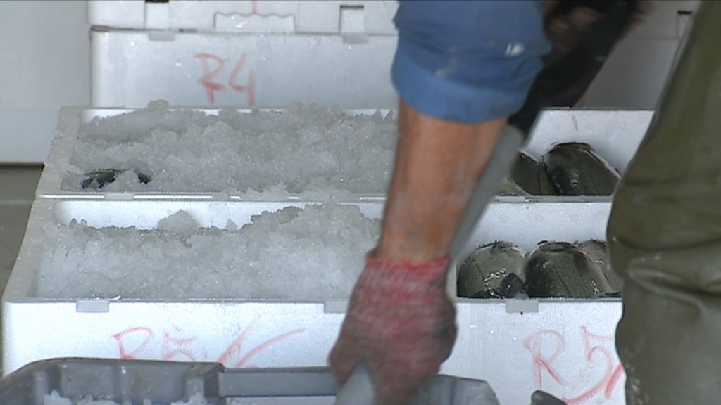 Produção de algas em Ílhavo