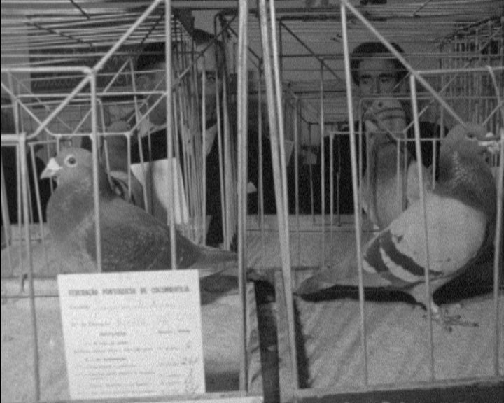 Exposição anual de pombos correios em Lisboa