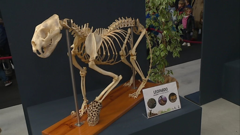 “Esqueletolândia” da Maia