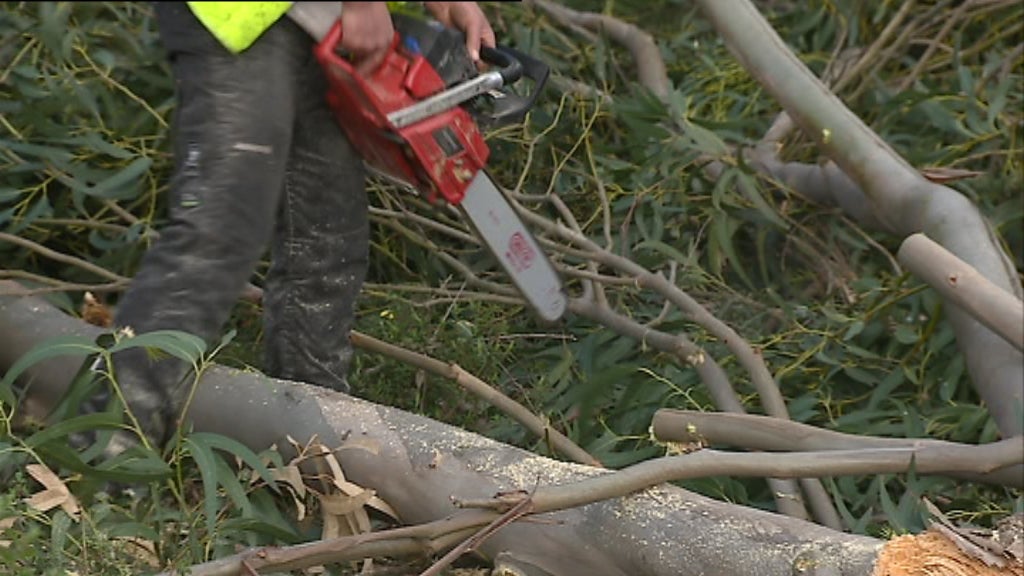Limpeza das matas e florestas