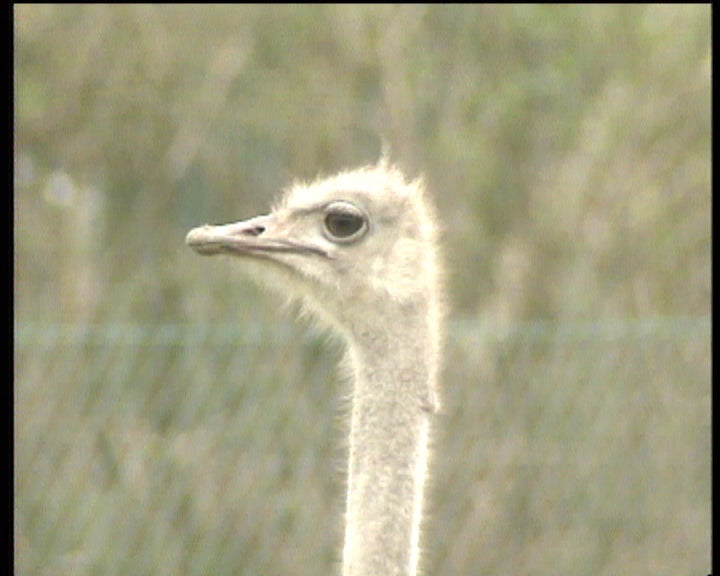 Criação de avestruzes