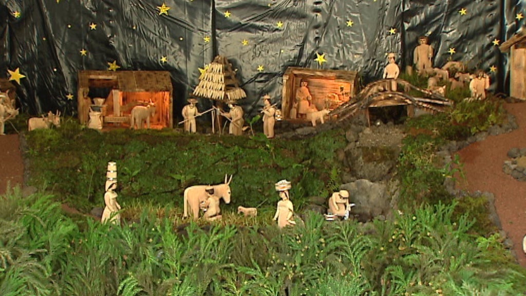 Presépio de Criptoméria na Ilha do Faial