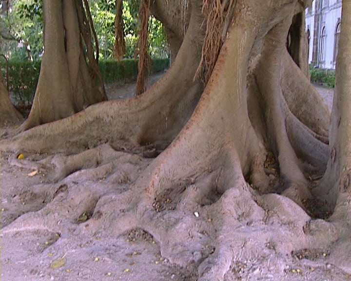 Jardim Botânico comemora 130 anos