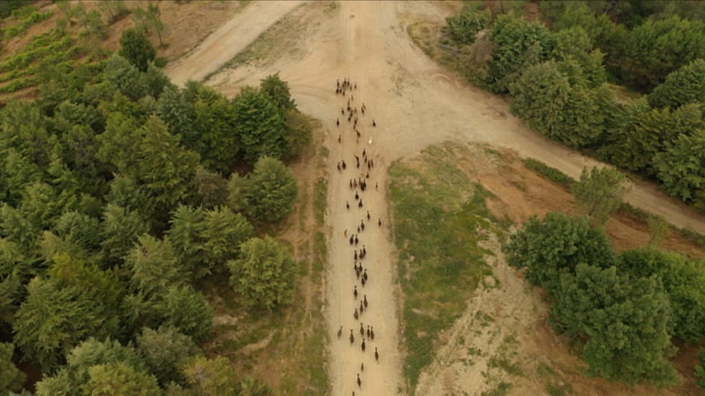 Ordenação da floresta